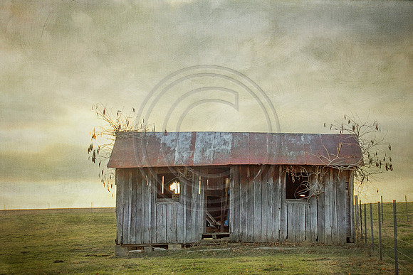 Shack O'Trees